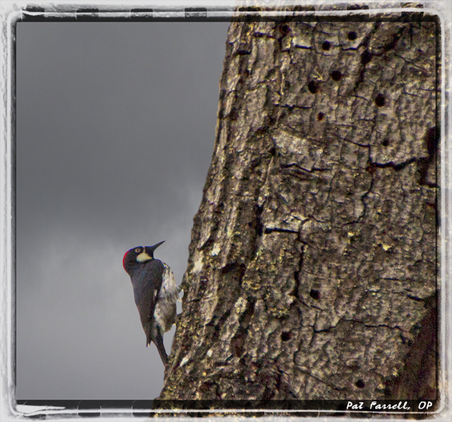 I listened to the woodpecker this morning when I awoke