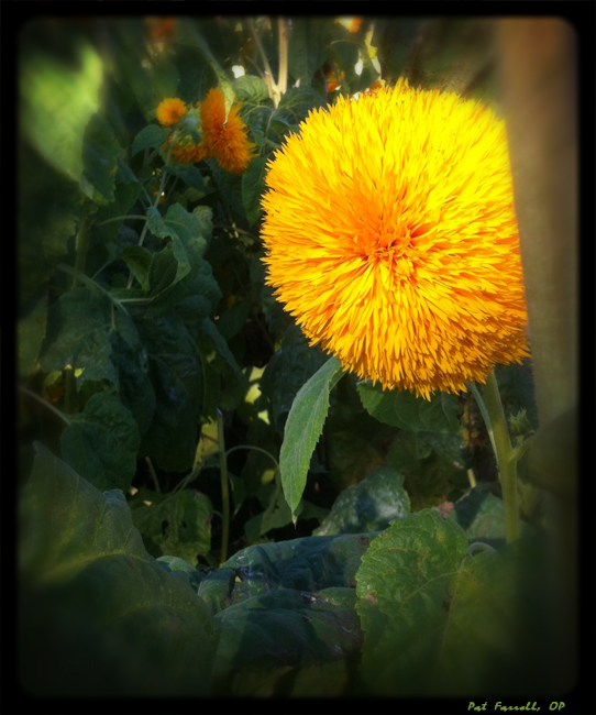 sunflowers_larkspur_001