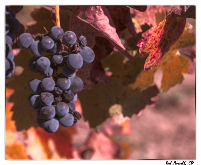 Ripening grapes in Sonoma, California